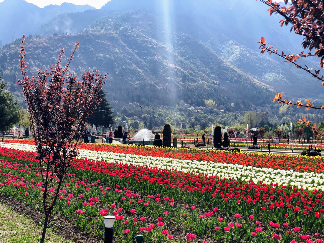 Kani Art: The Tapestry of Kashmiri Tradition